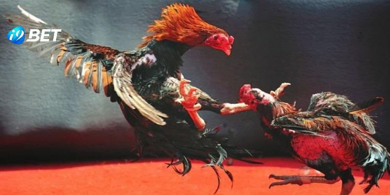 Trận đấu đá gà nòi là màn giao tranh đỉnh cao