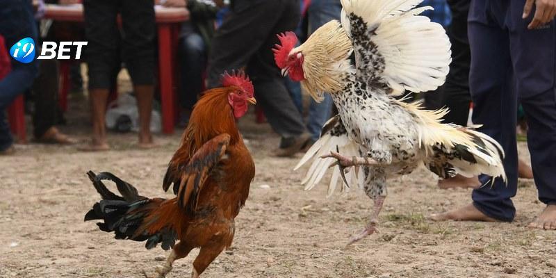 Đá gà nòi mà thể loại giao tranh hấp dẫn