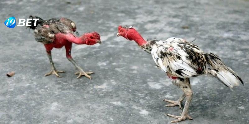 Gà nòi có lối đá vô cùng mạnh mẽ và quyết liệt