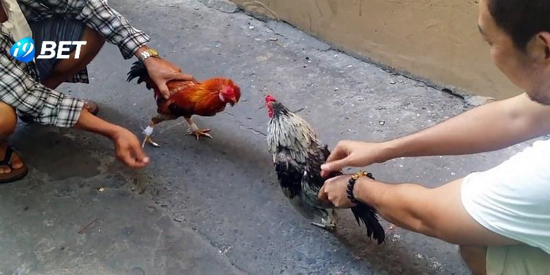 Giới thiệu về đá gà tre